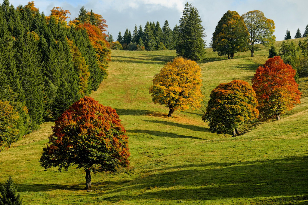 Autumn tree landscape